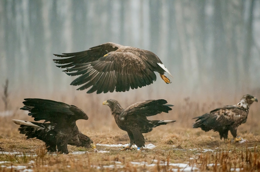 White-tailed eagles Bialowieza, Poland