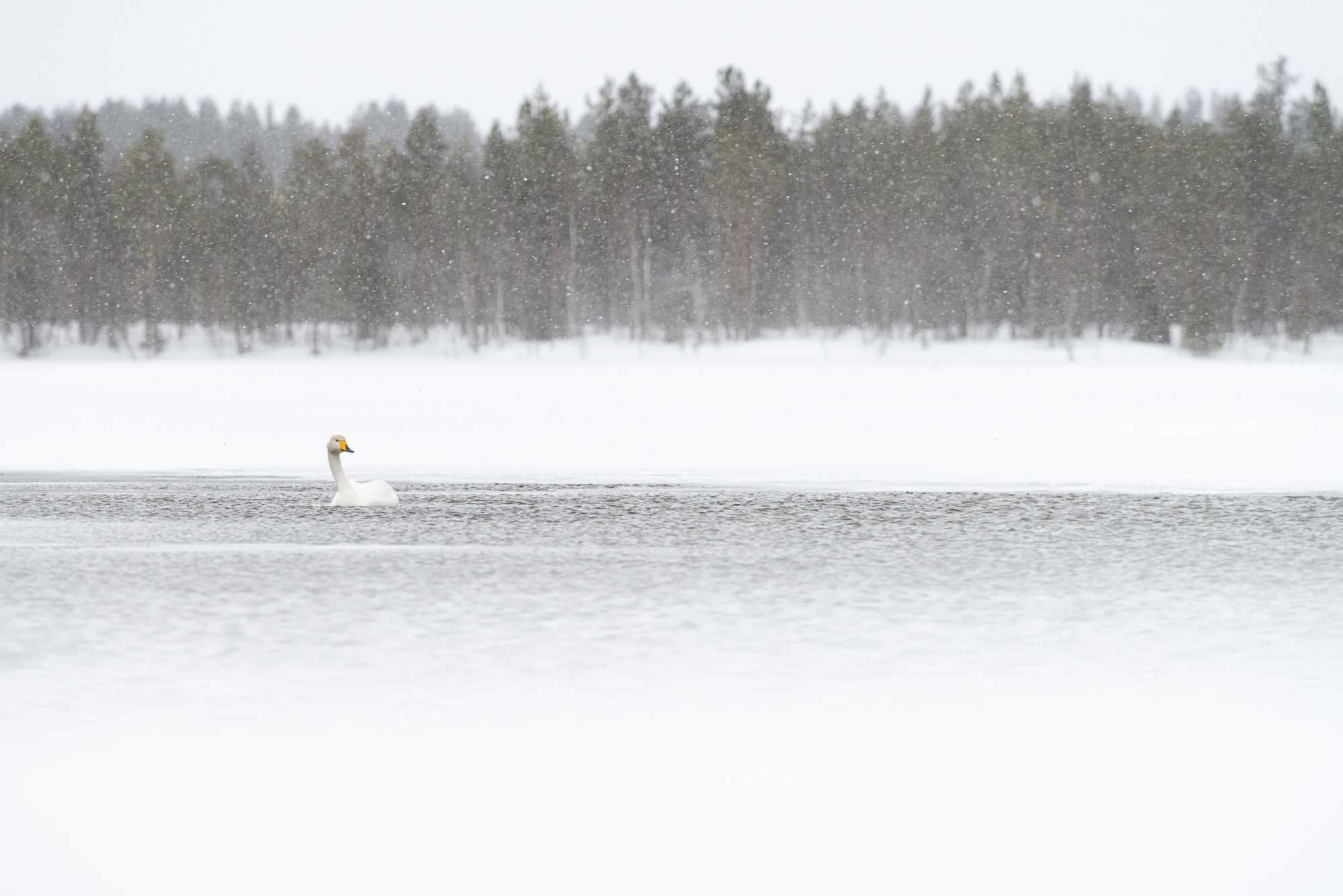 Whooper view