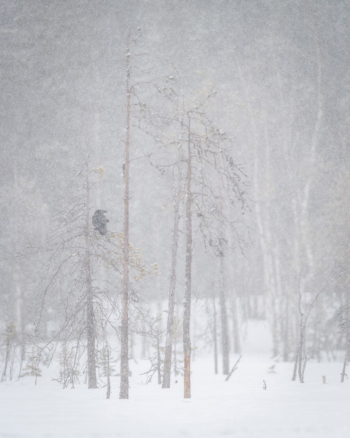 Crow tree up