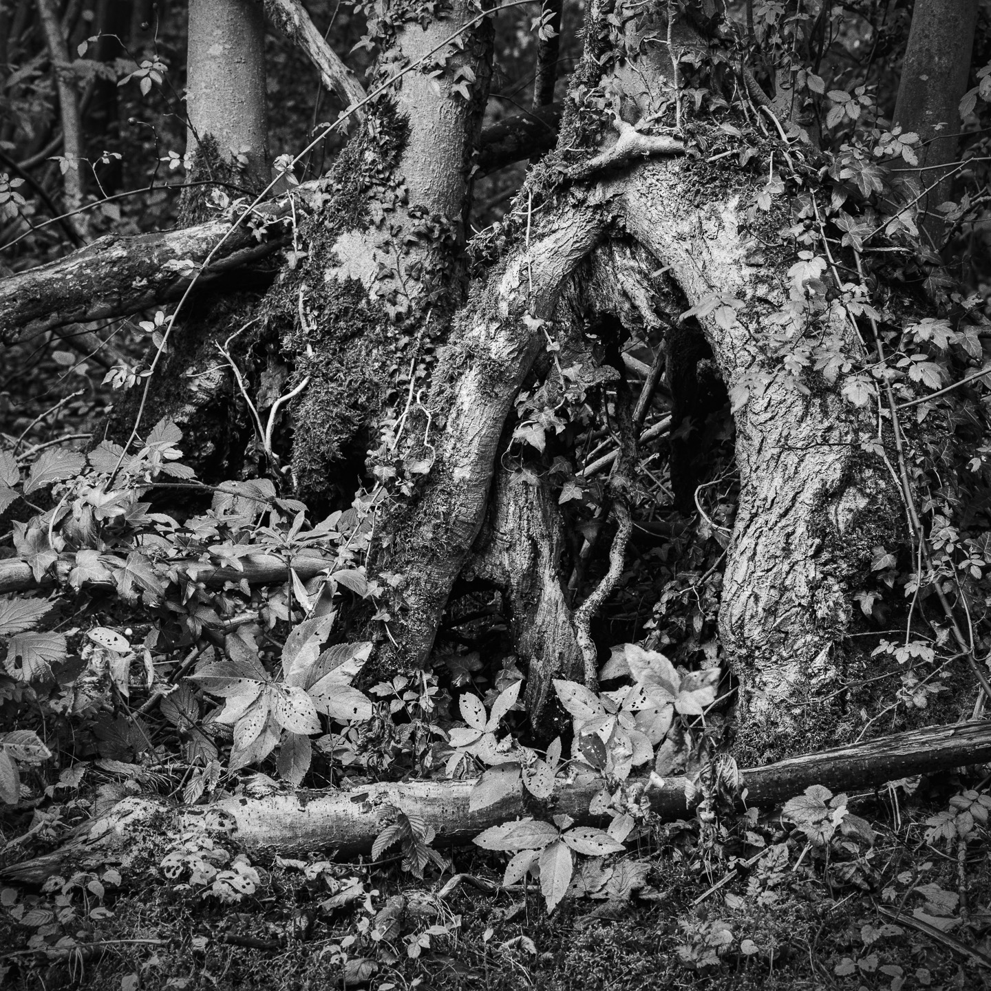 Hornbeam