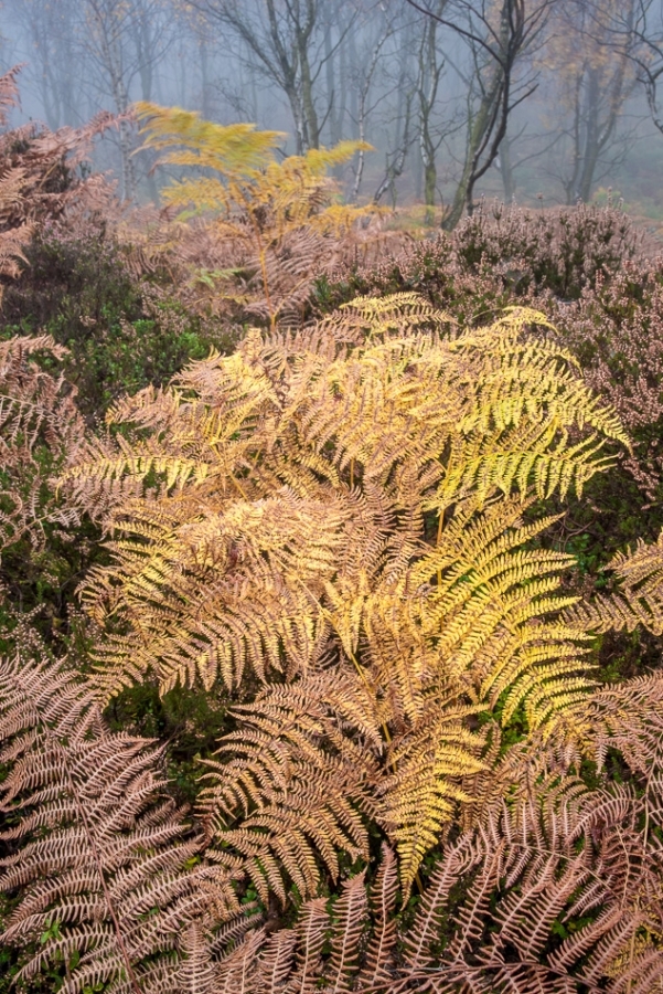 Bracken, autumn colour Peak District