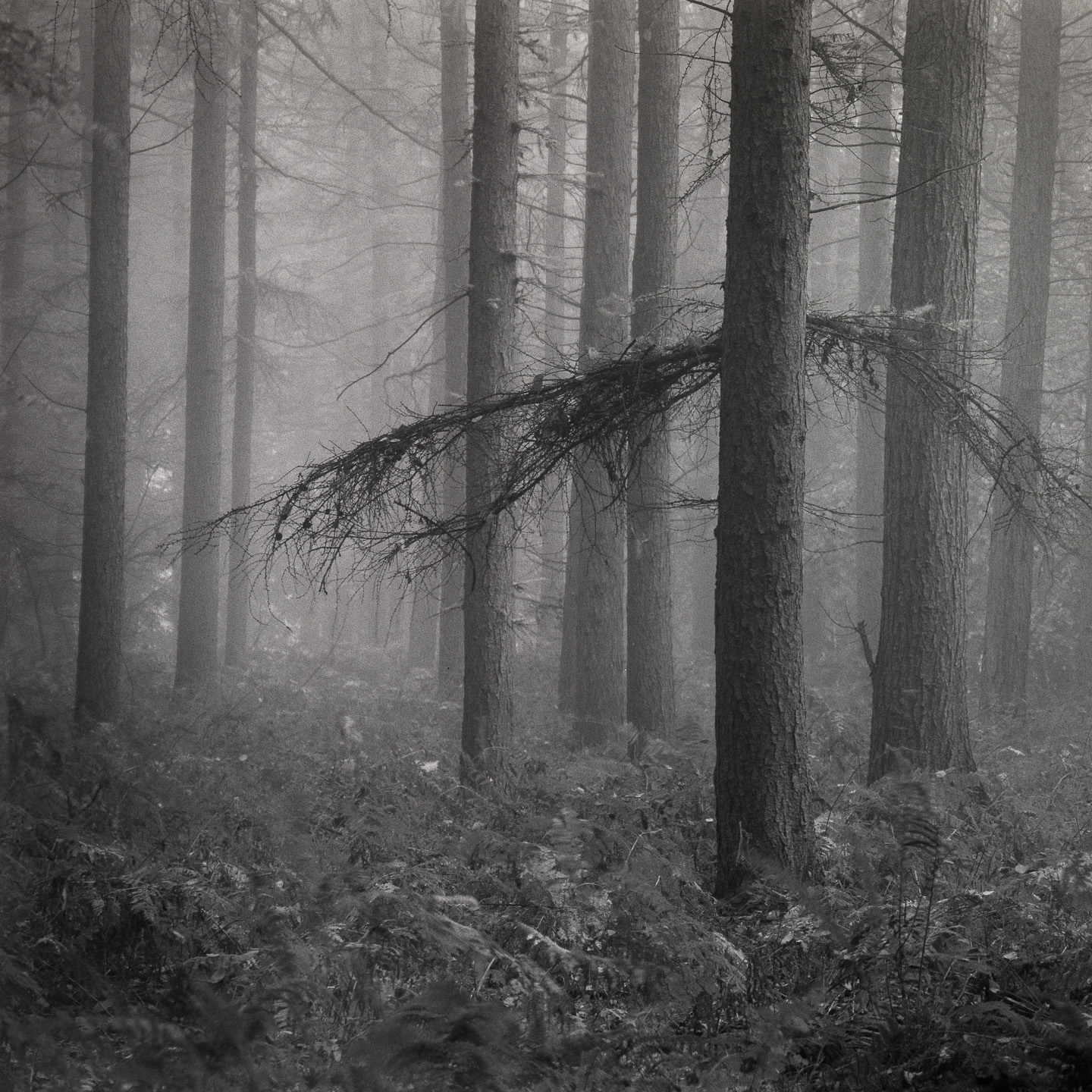 Pine in mist