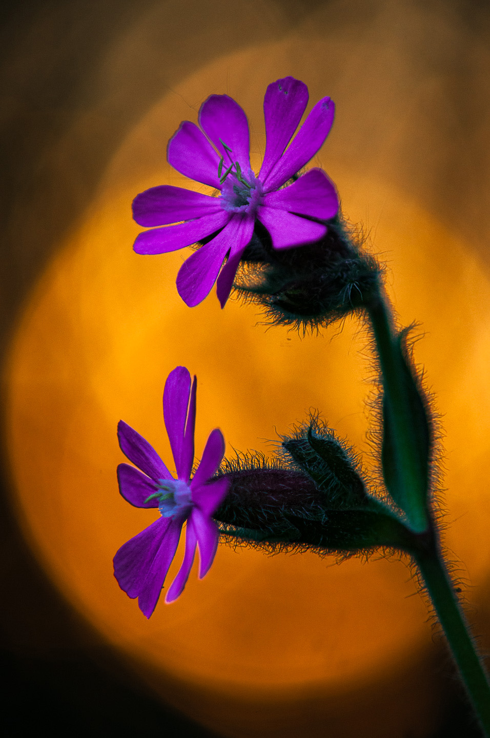 Red campion single