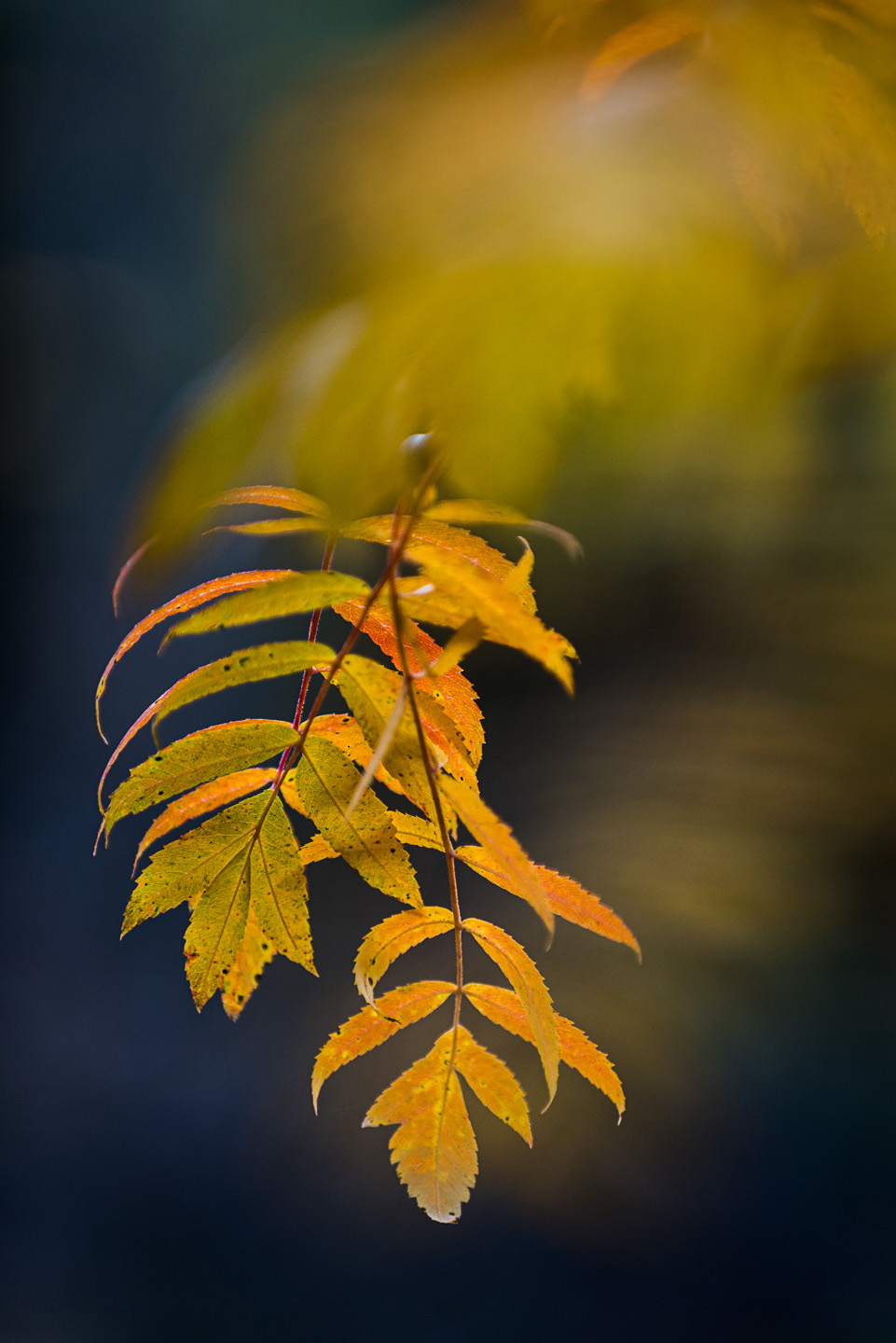 autumn up rowan leaves