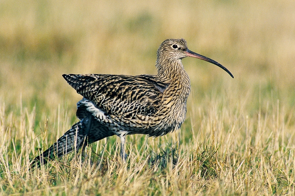 Curlew stretching