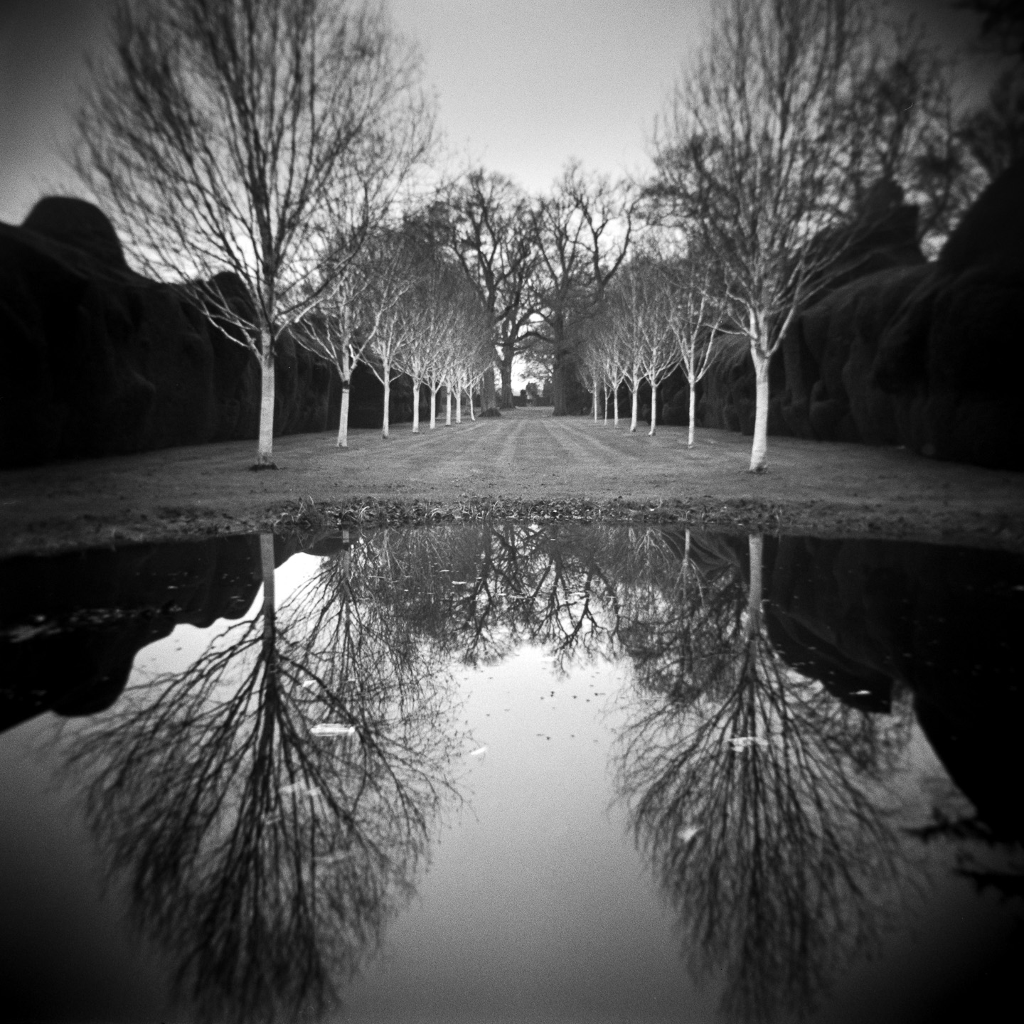 Doddington pond and birches