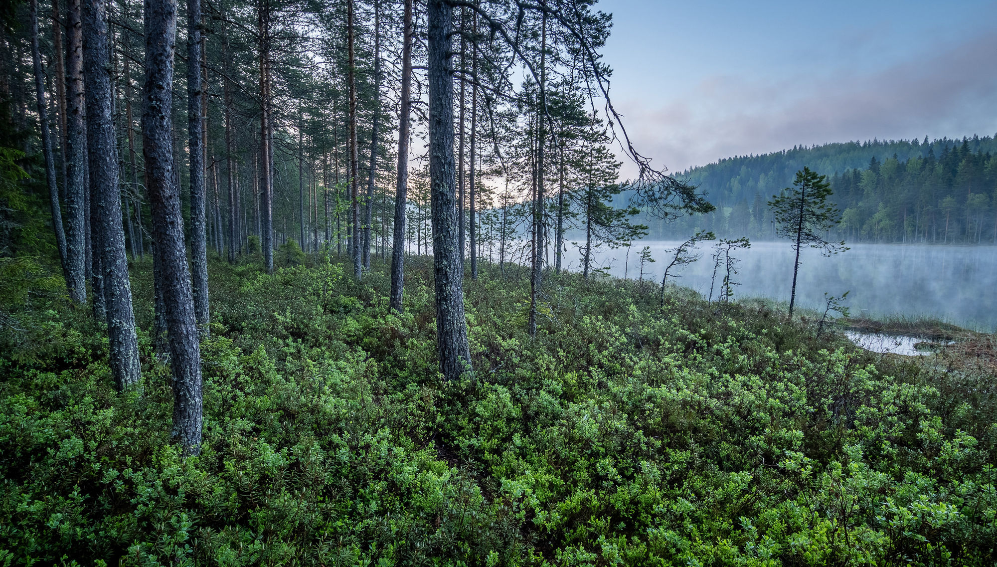 summer forest mist
