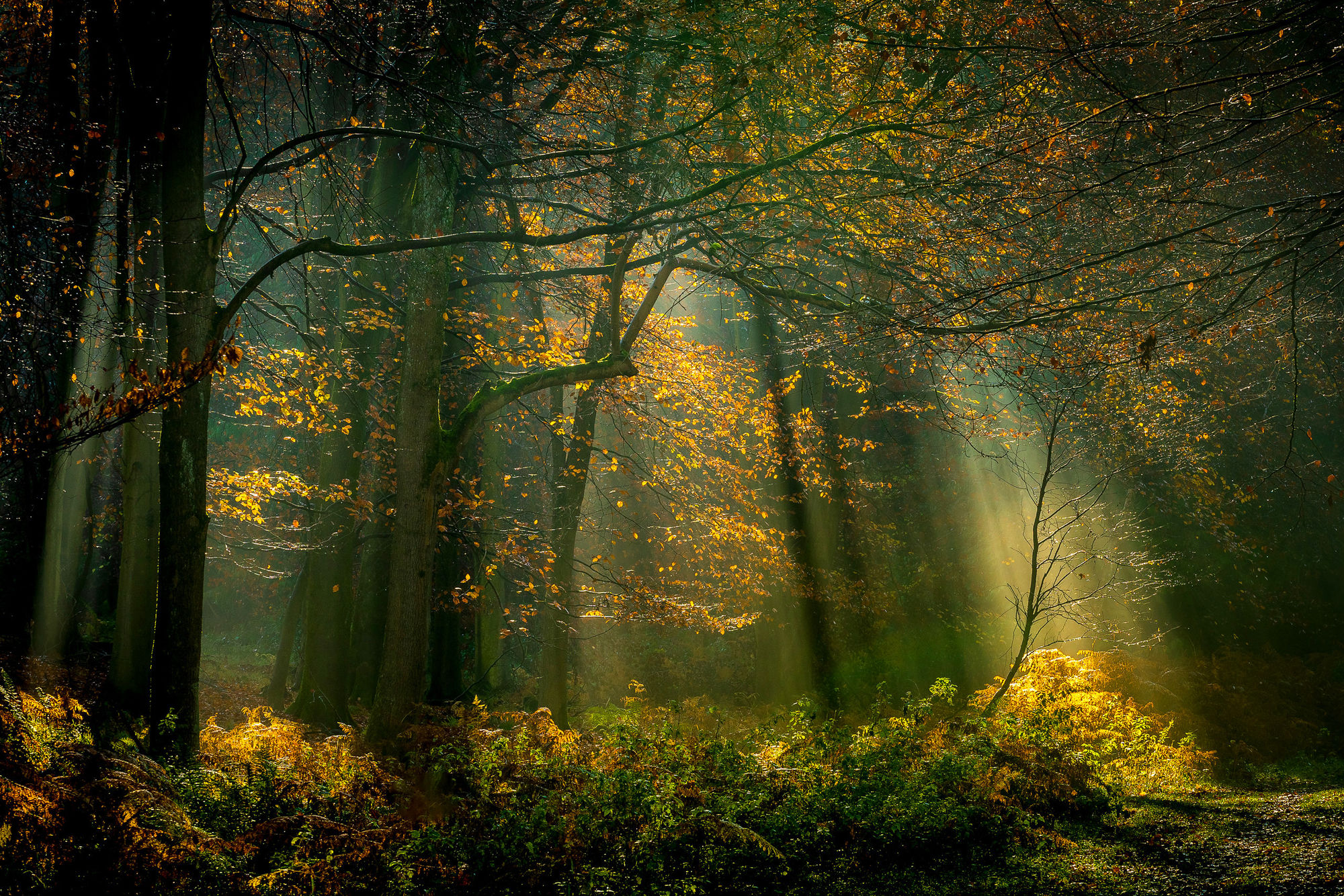 Sun rays and autumn colour in Kings wood, Kent.