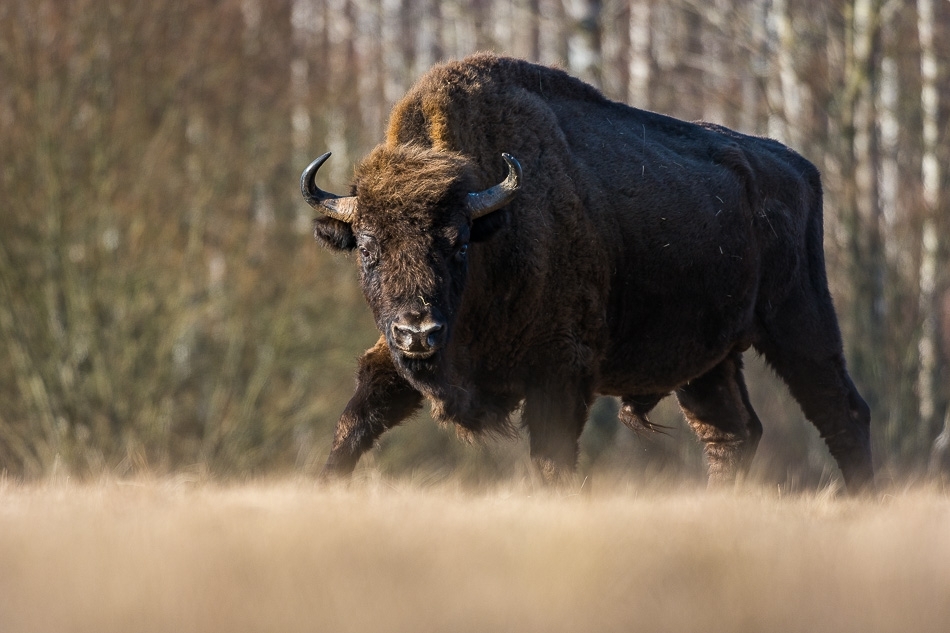 European bison ​​​​​​​​​​​​​​Bialowieza, Poland