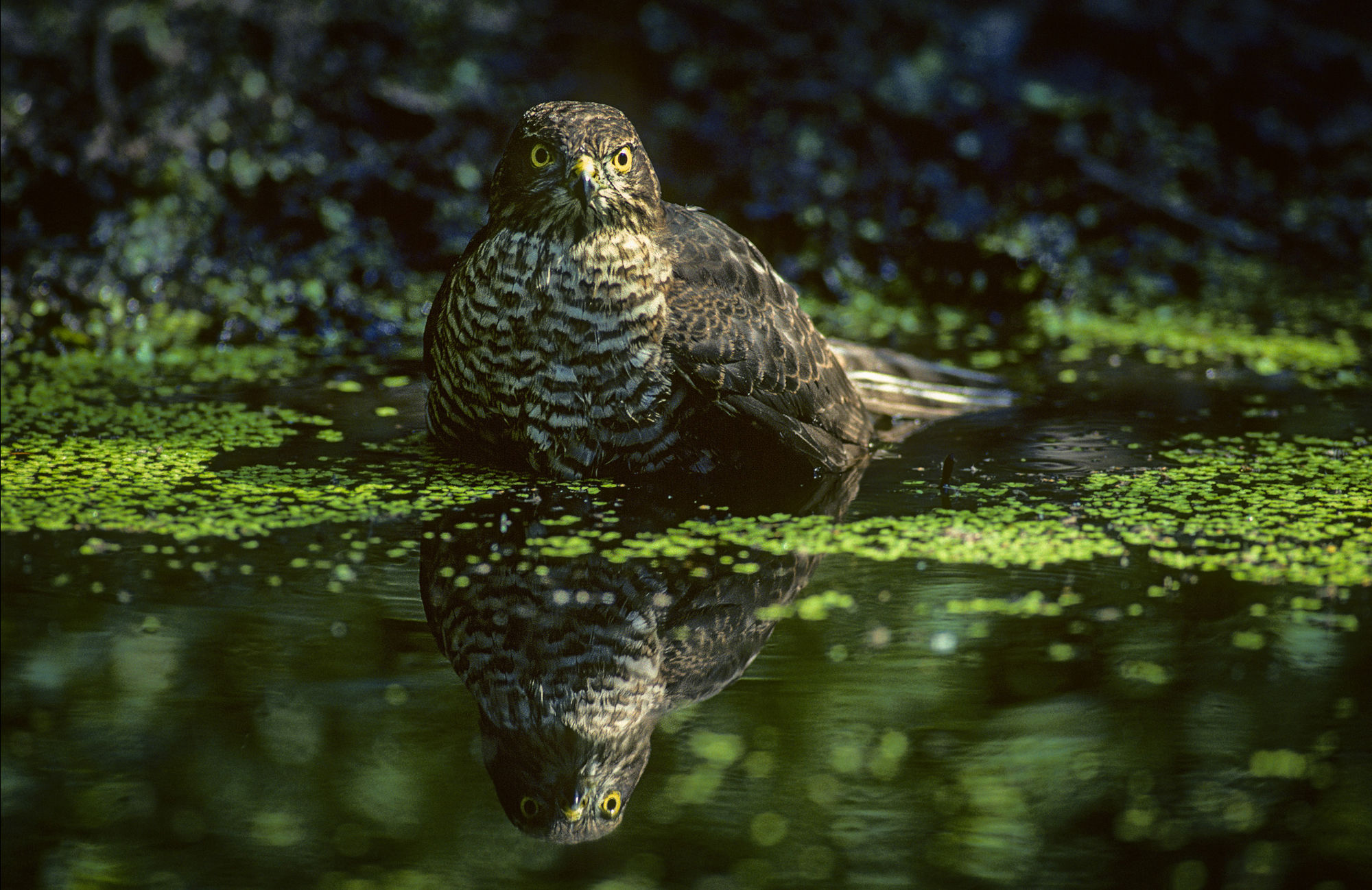 Sparrowhawk