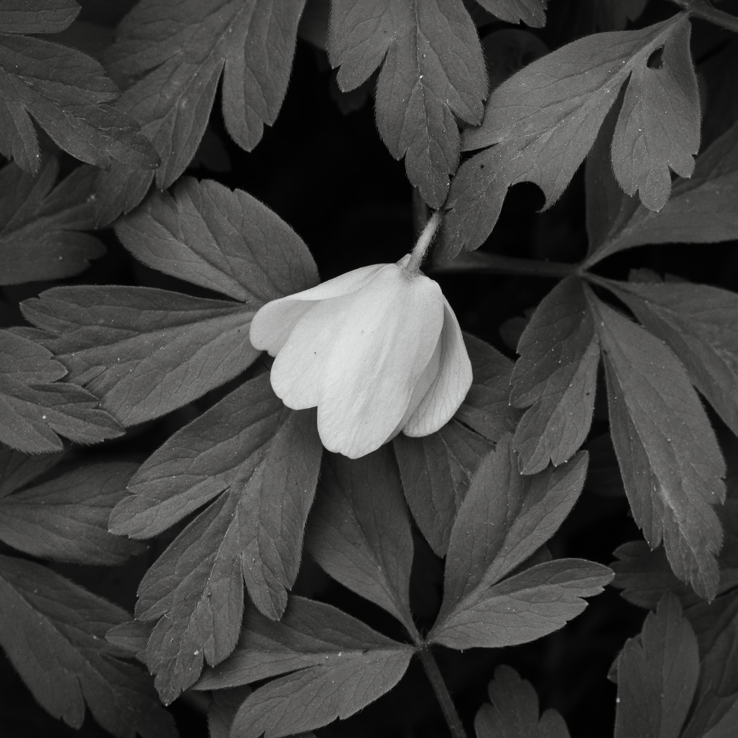 Anemone