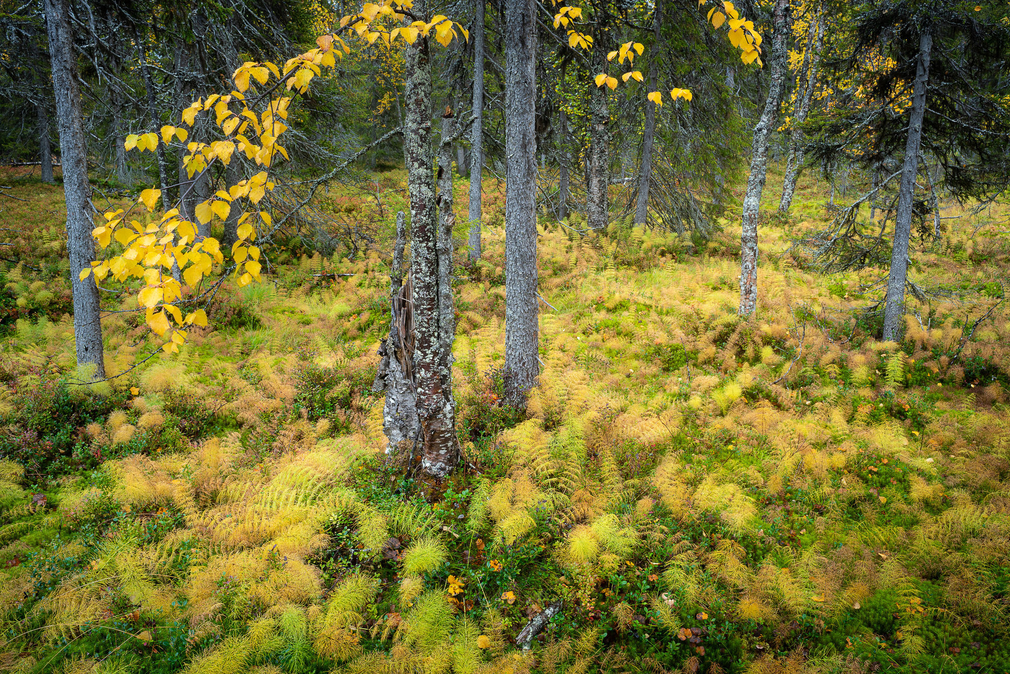 autumn forest hairstail