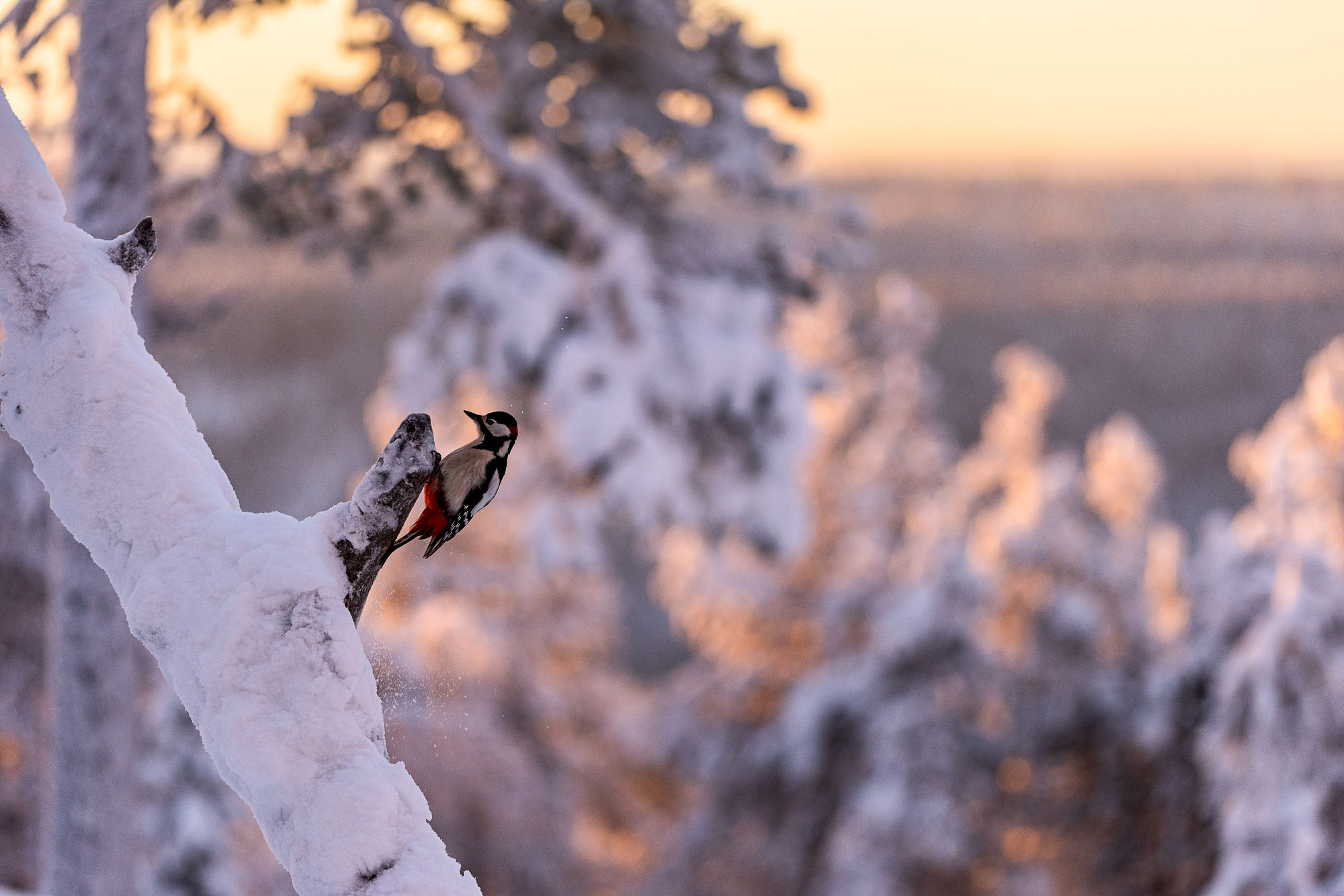 winter GSW wide