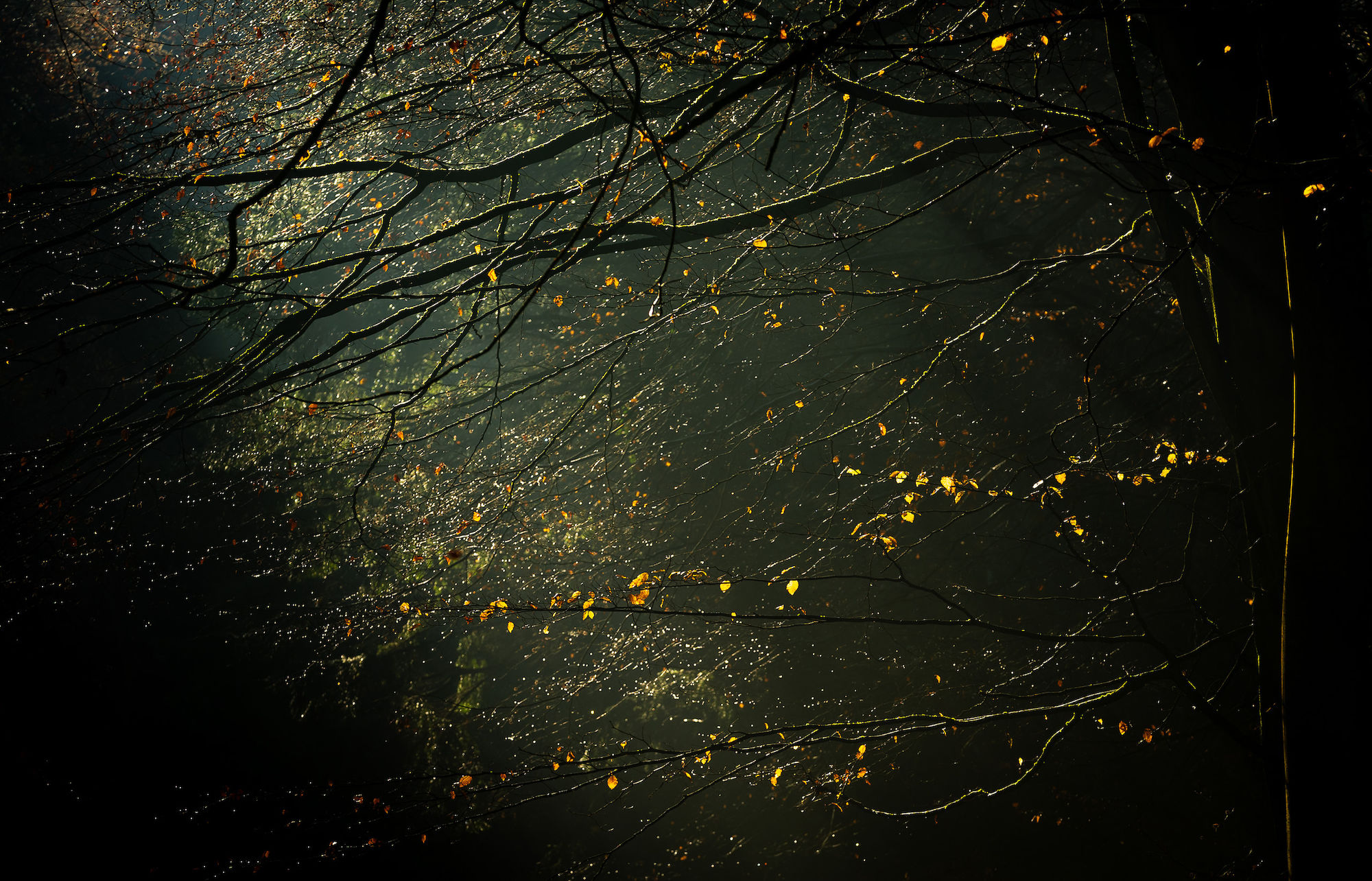 Kings wood dew