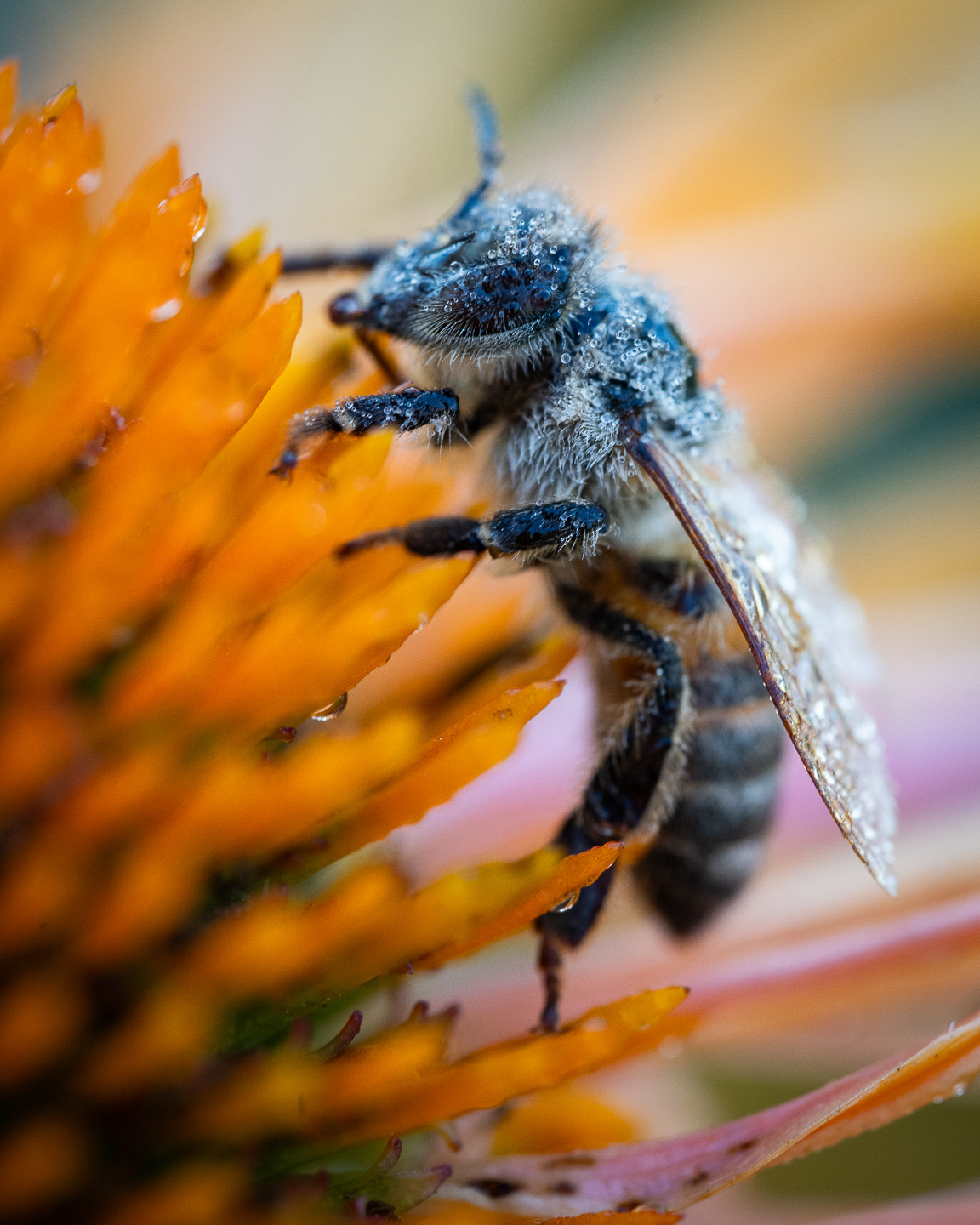 Umbria bee