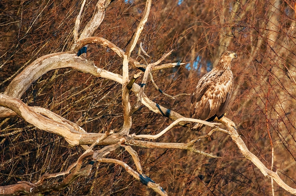 White-tailed eagle ​​​​​​​Bialowieza, Poland