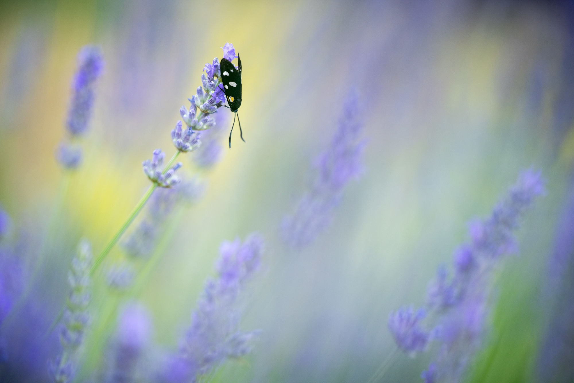 Bee lavender