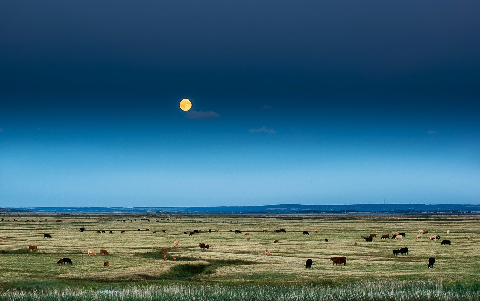 Full moon rising, Elmley