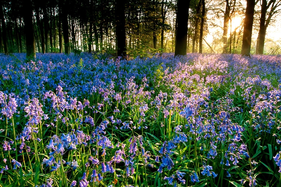 Bluebells at sunrise