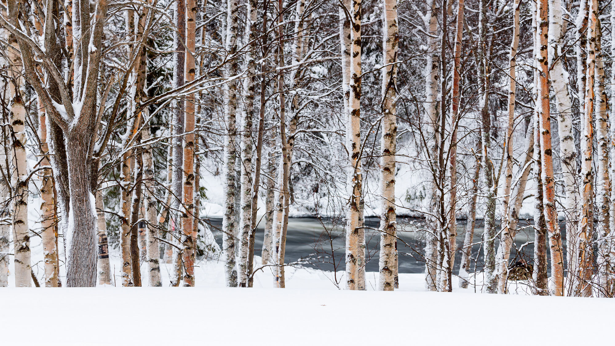 winter birch line