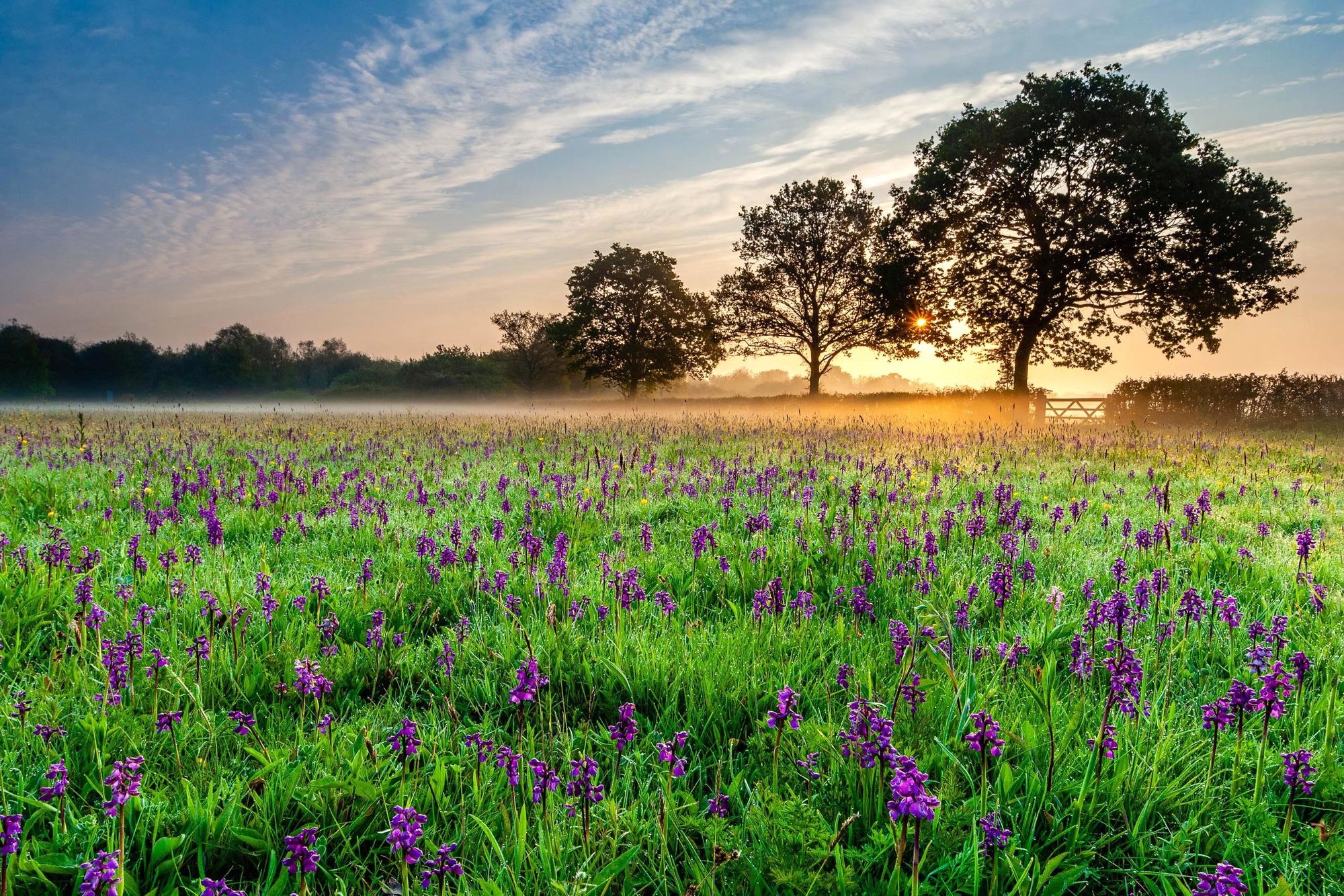 Marden meadow sunrise. 