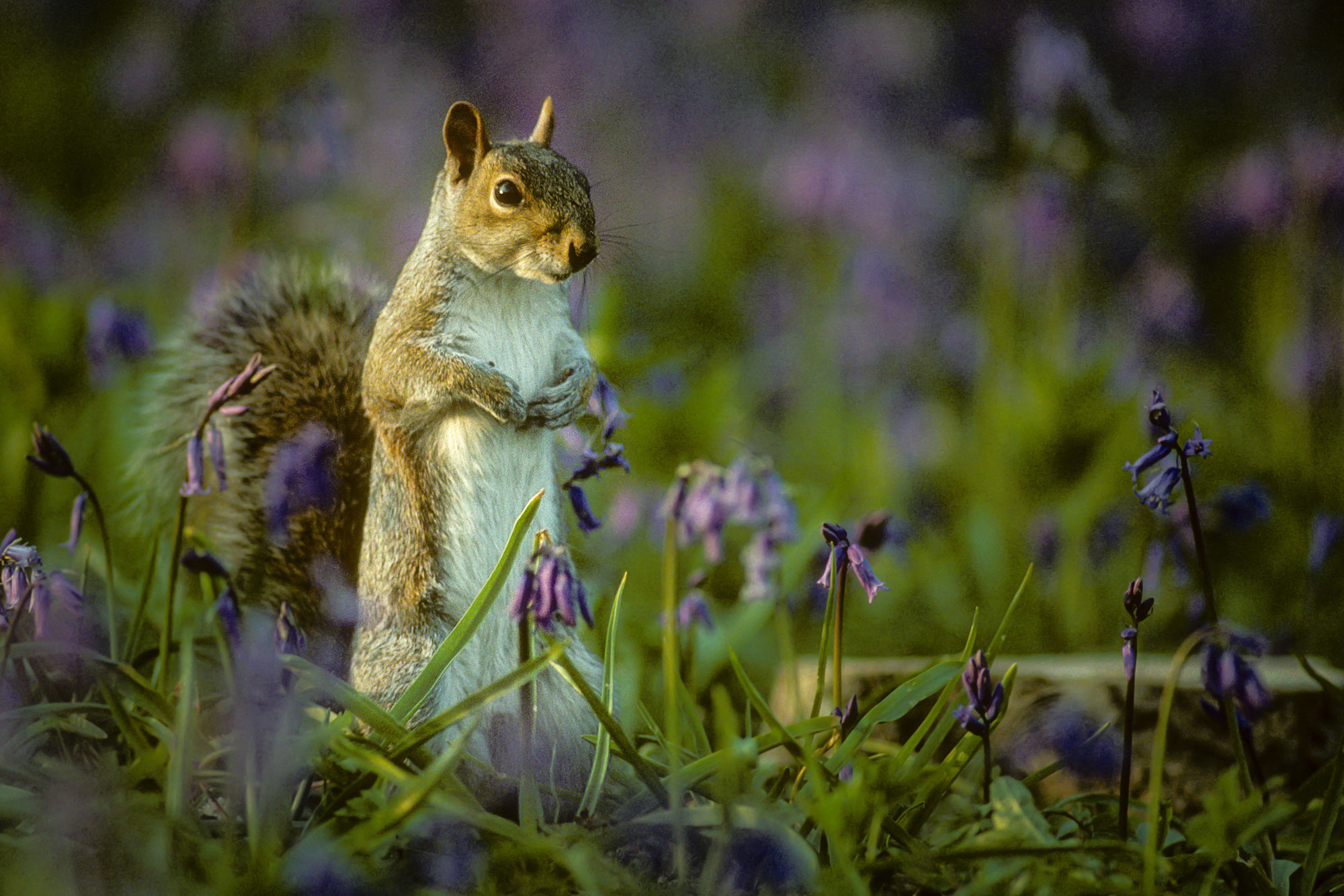 Grey in bluebells