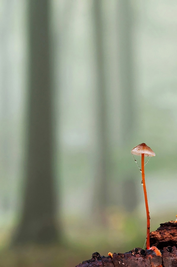 Saffrondrop bonnet mushroom Category winner: British Wildlife Photography Awards