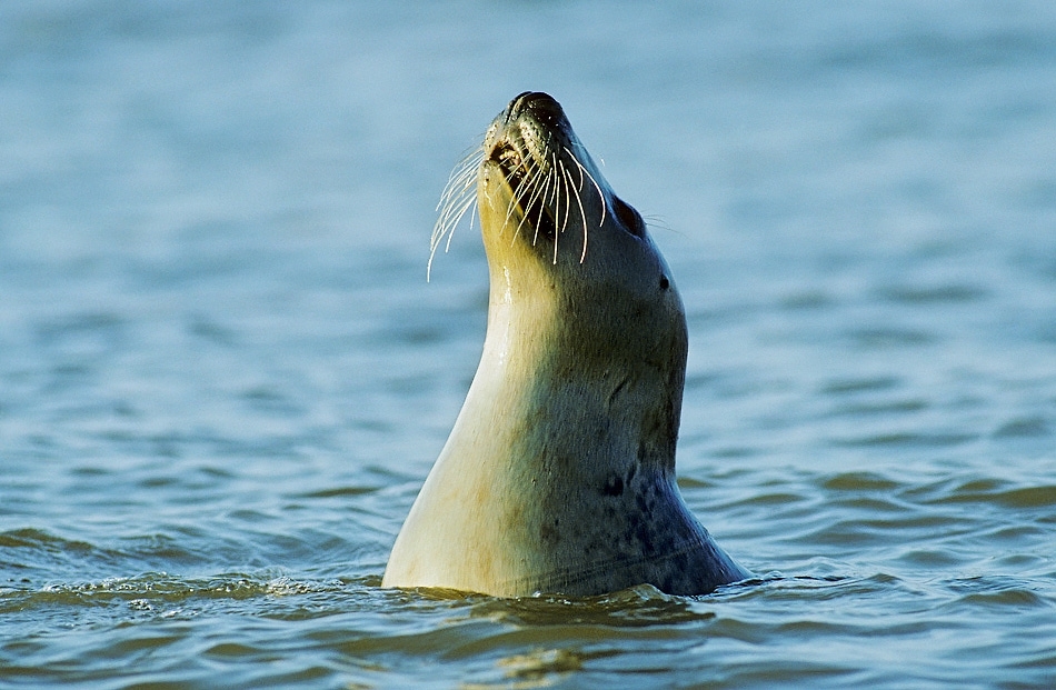 Grey seal
