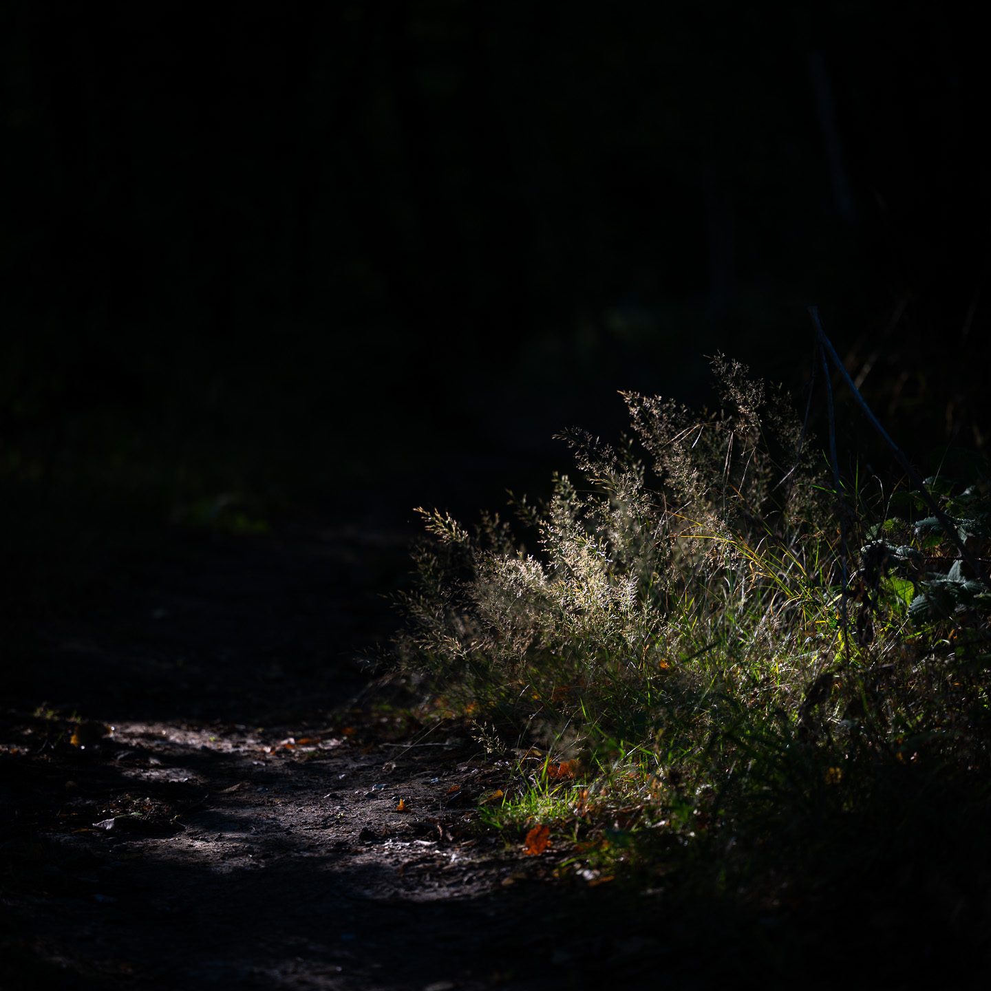 Light on path and grasses