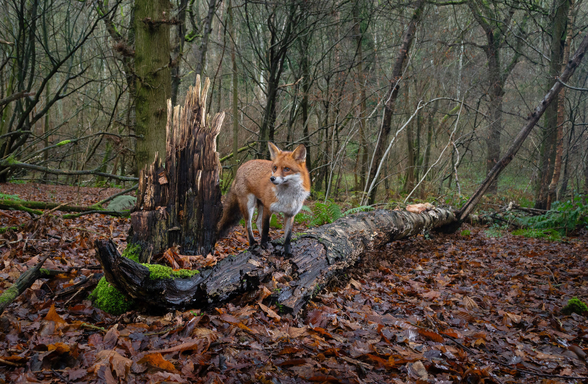 Fox camera trap