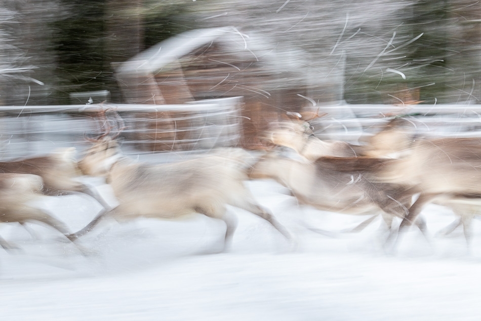 Reindeer running ​​​​​​​Kuusamo, Finland