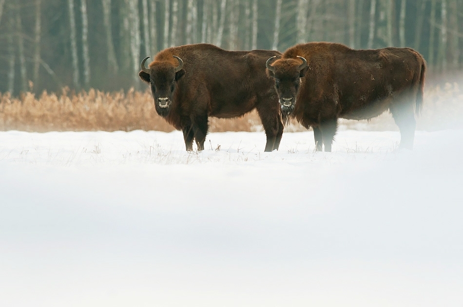 European bison ​​​​​​​Bialowieza, Poland