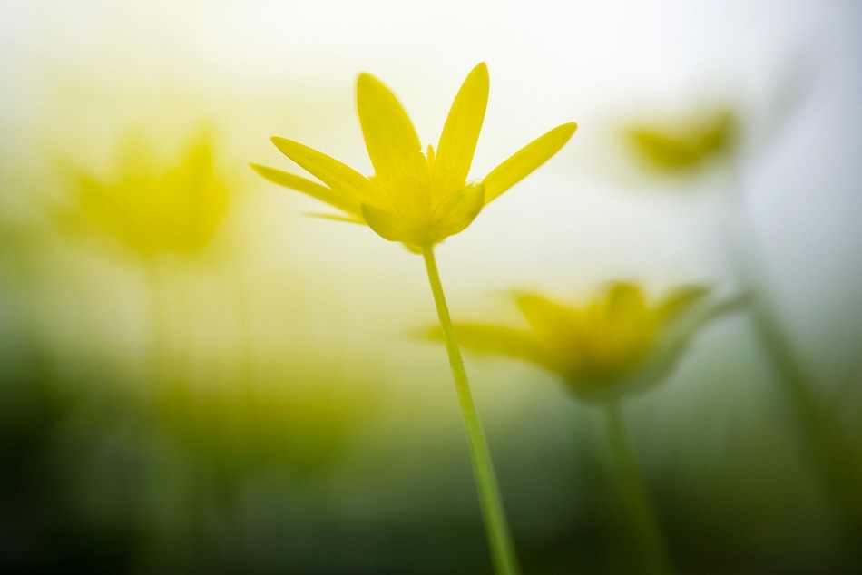 Lesser Celandine