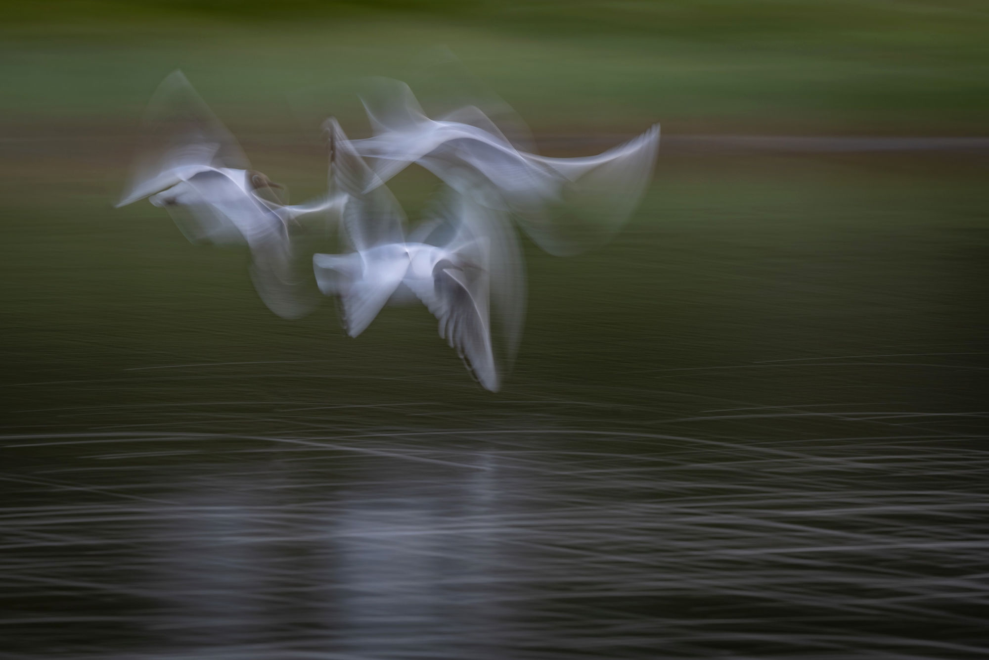 Blurred gulls