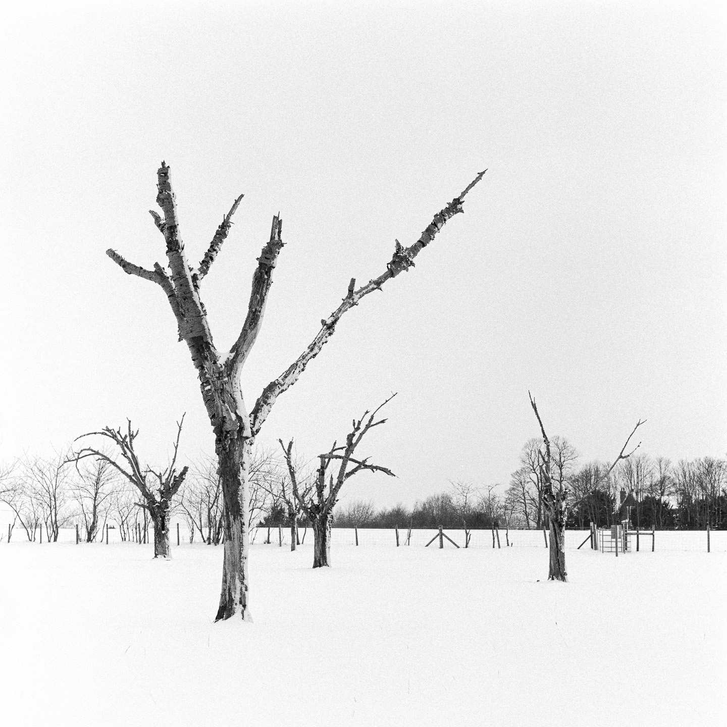 Orchard trees