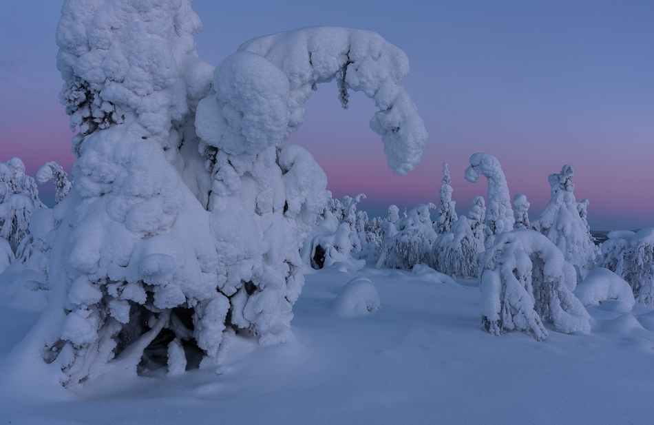 Frozen trees (tykky) at dusk ​​​​​​​Kuusamo, Finland