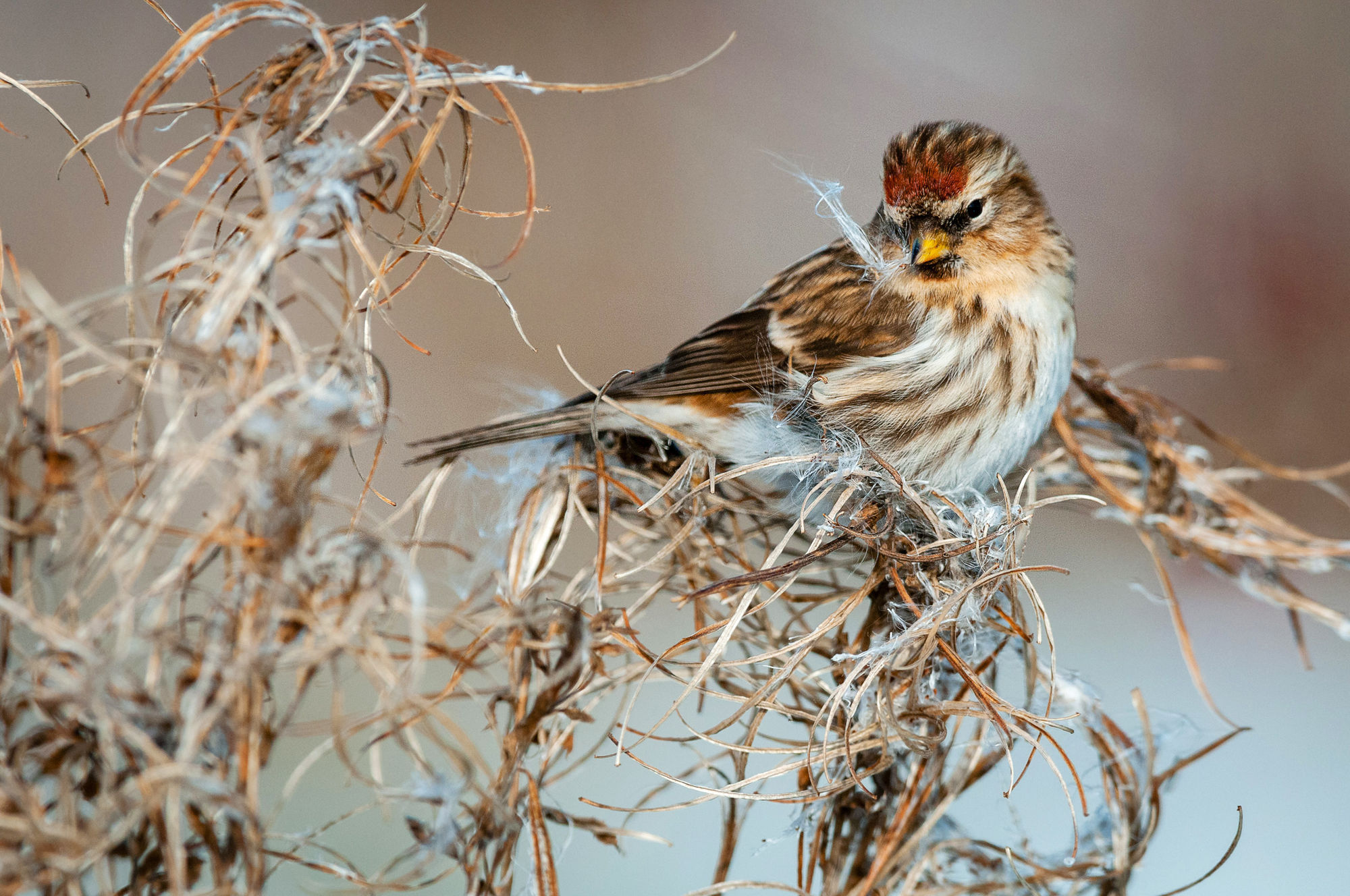 Lesser redpoll