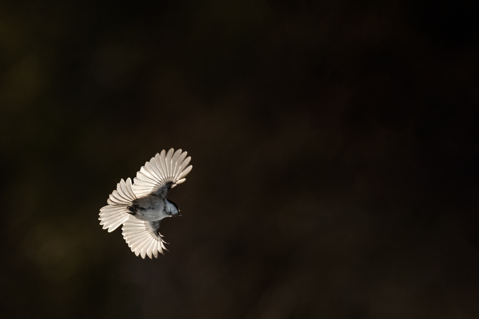 Willow tit ​​​​​​​Kuusamo, Finland