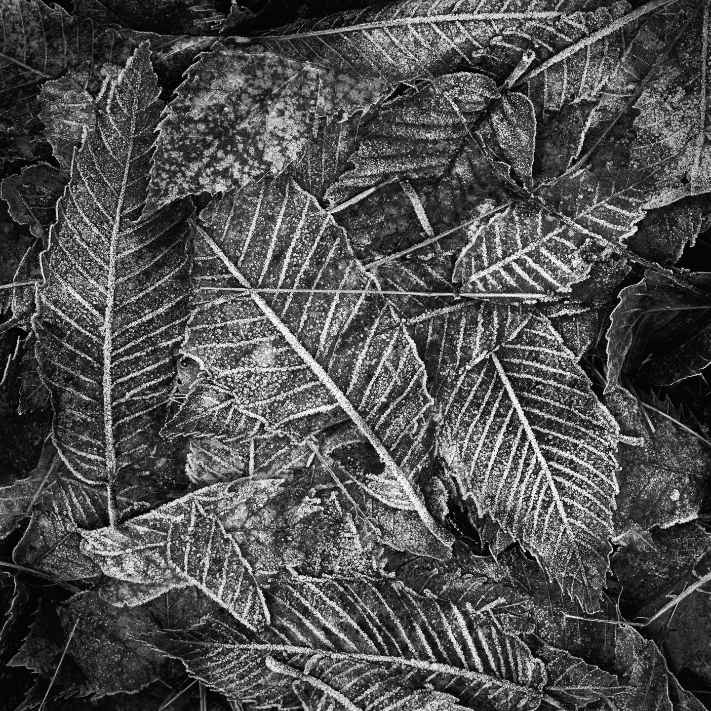 Frosty leaves