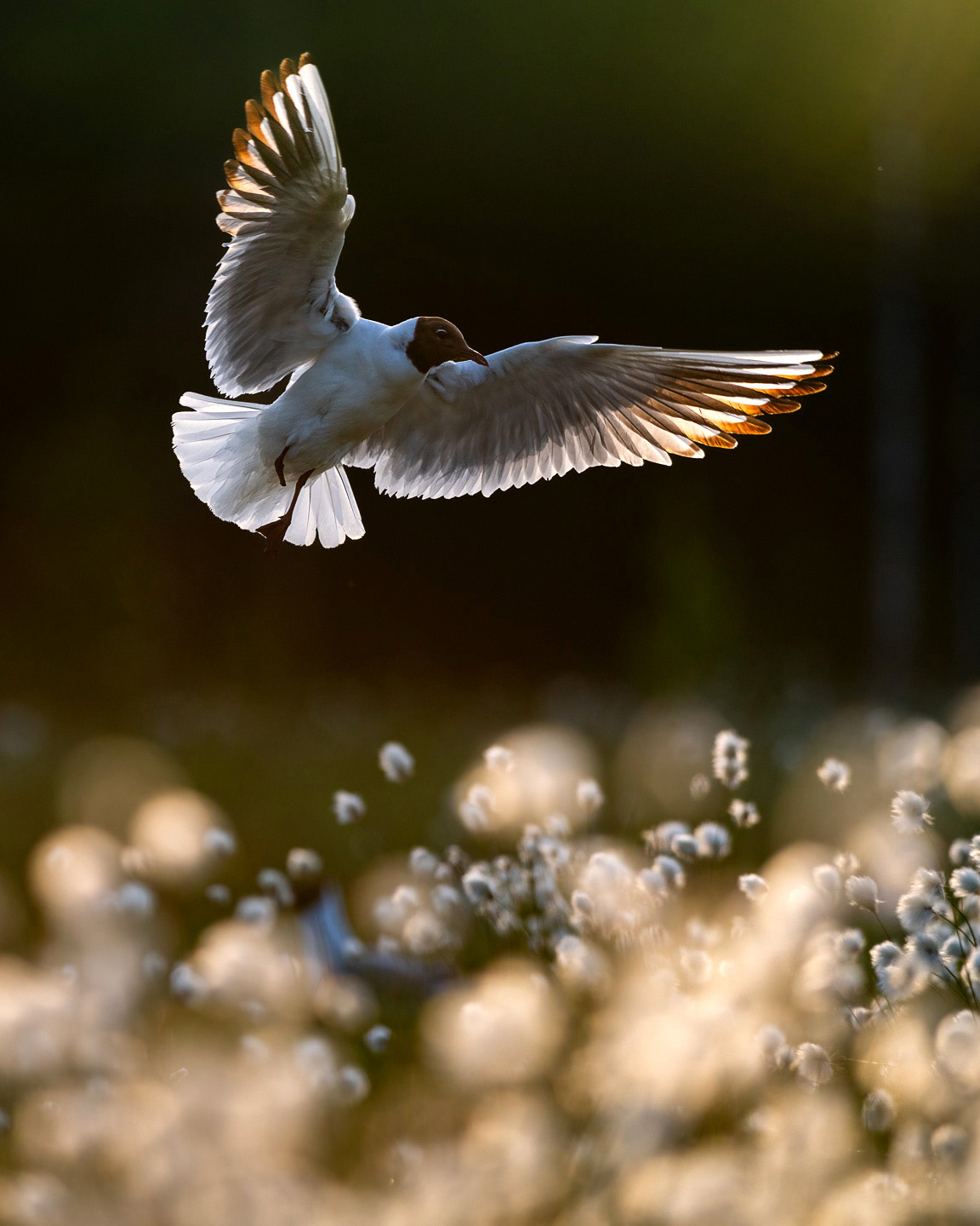 Backlit gull