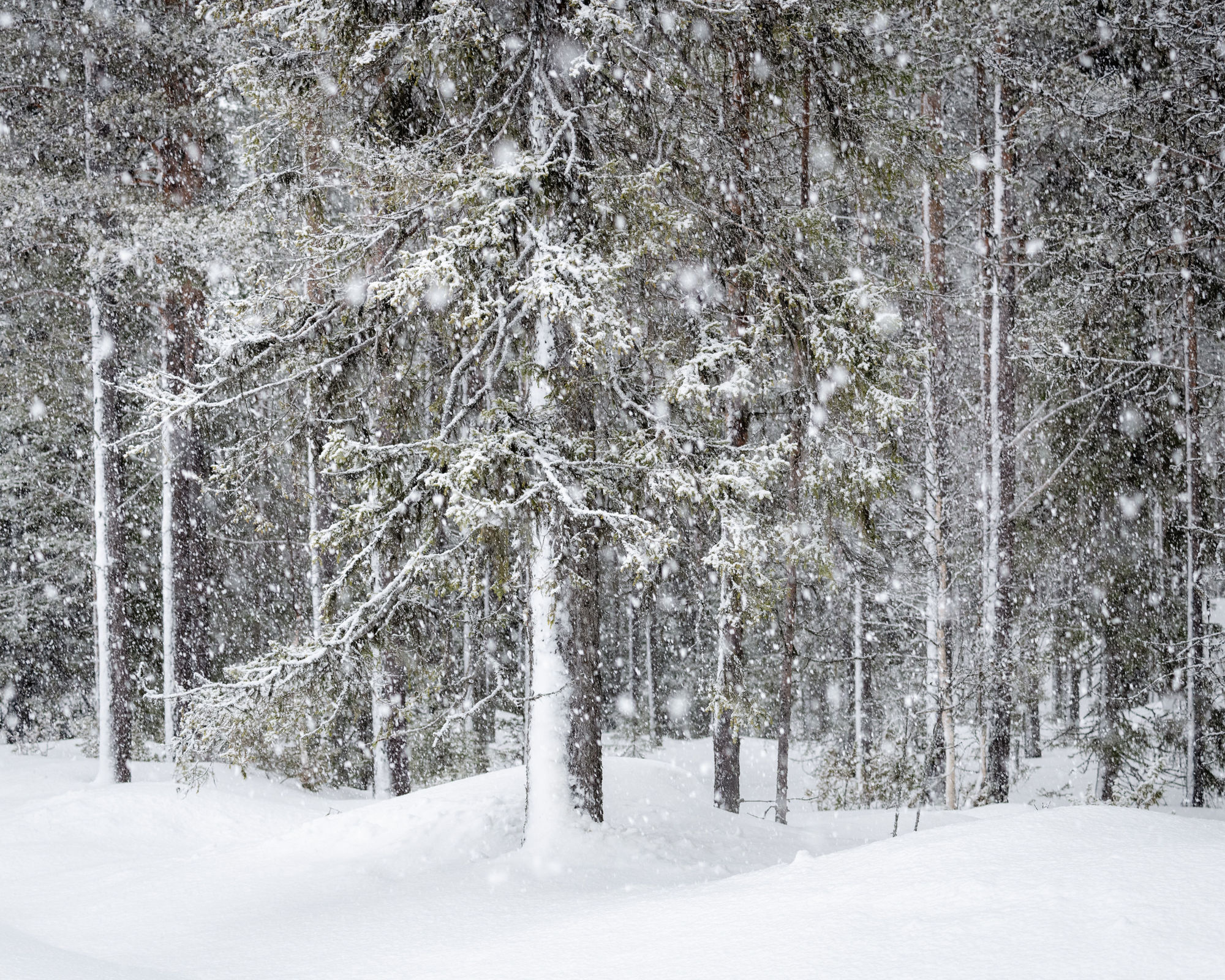 winter snow tree