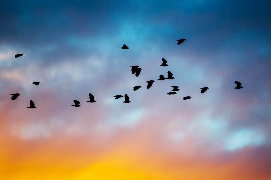 Lapwing flock at sunset