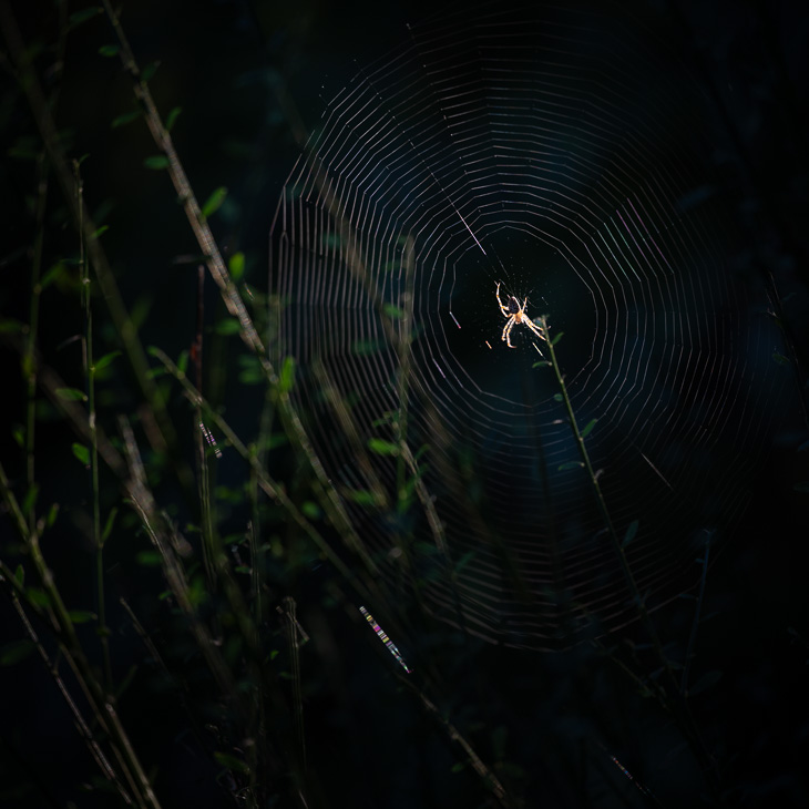 Spider on its web, backlit in early morning sunlight.