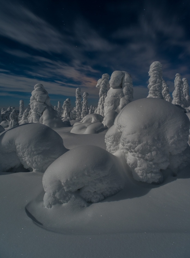 Frozen trees (tykky) under moonlight Kuusamo, Fonland