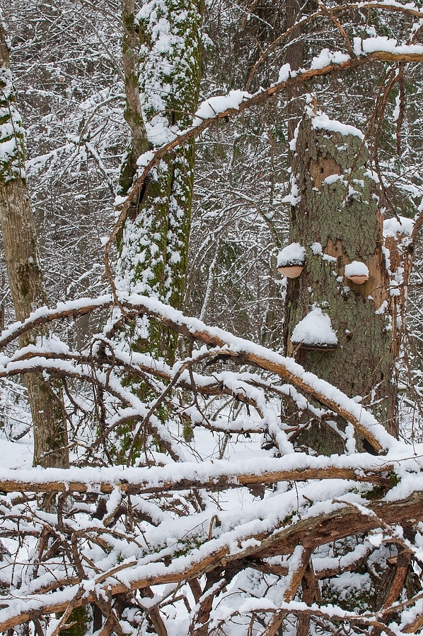Strictly Protected Area ​​​​​​​Bialowieza, Poland