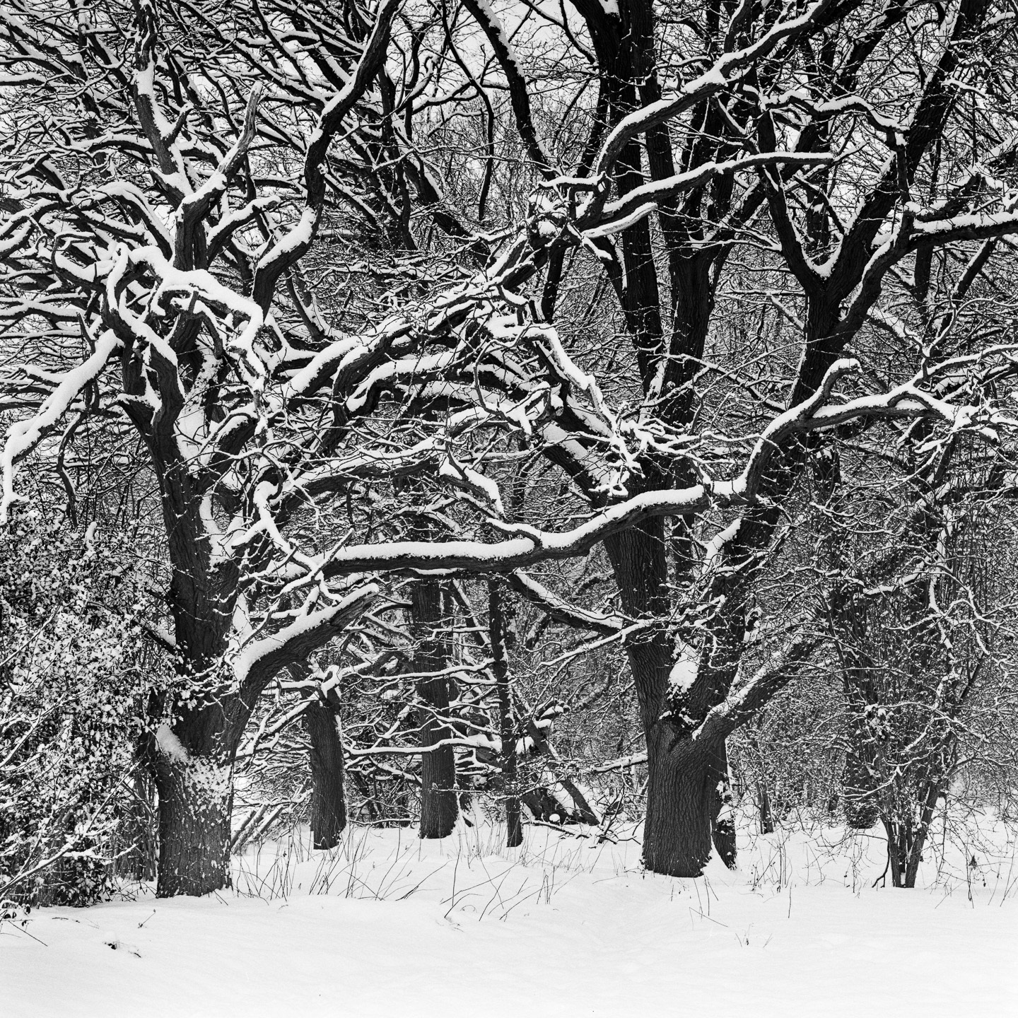 dingle orchard trees snow either side