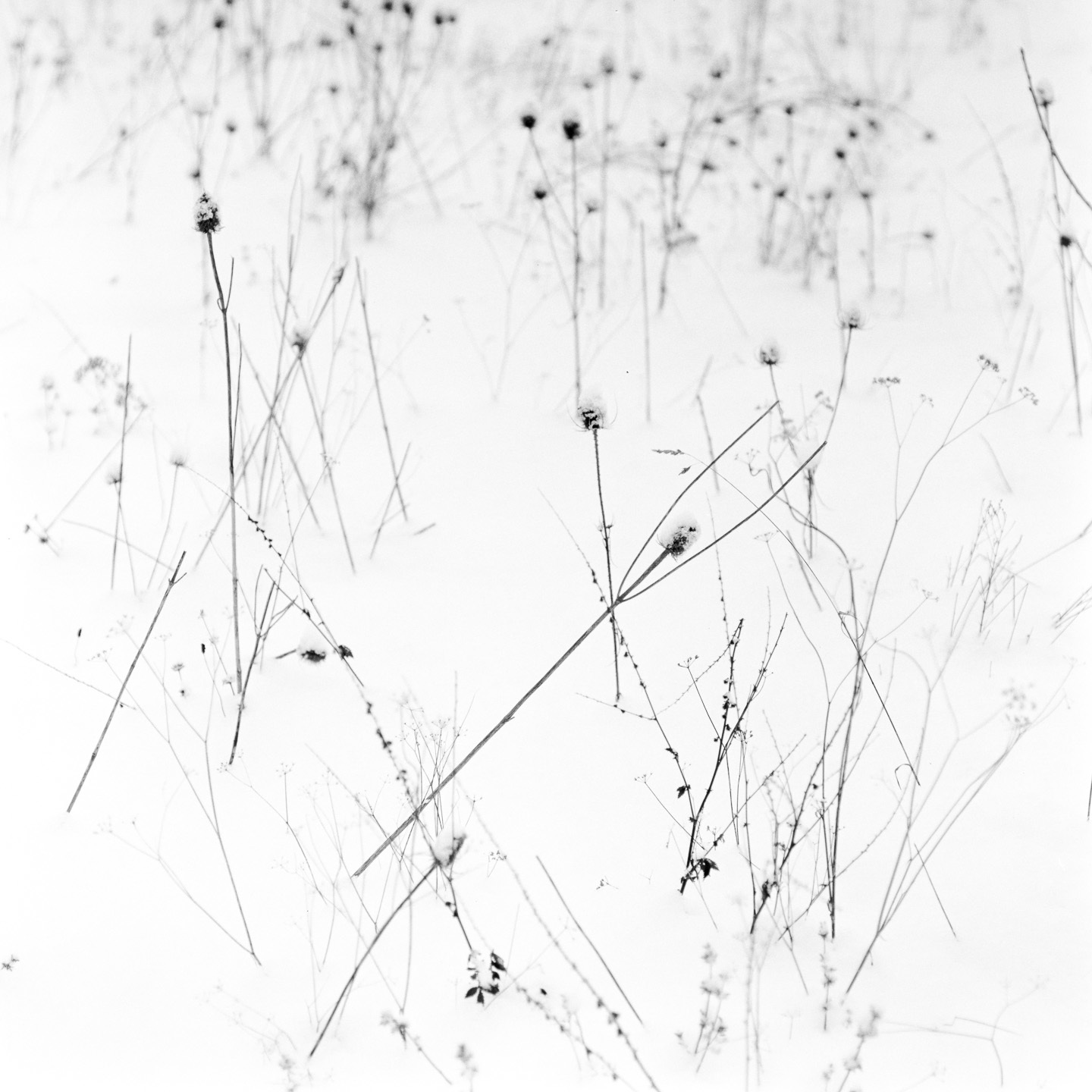 snow chalk pits grasses