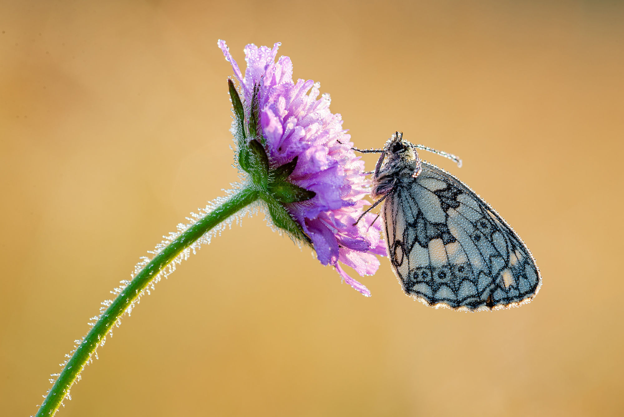 Marbled white on scabious