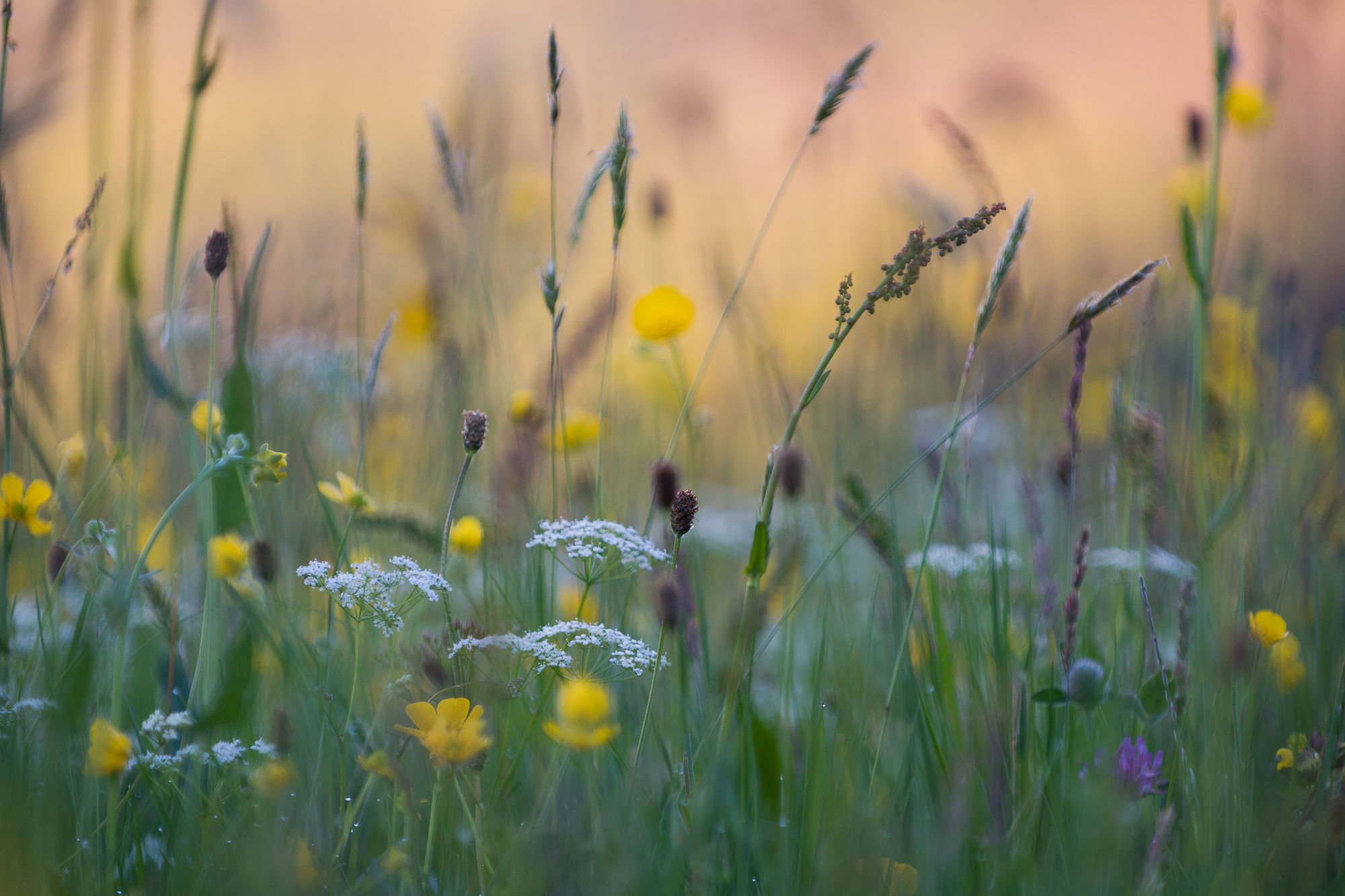 Flowers, YD