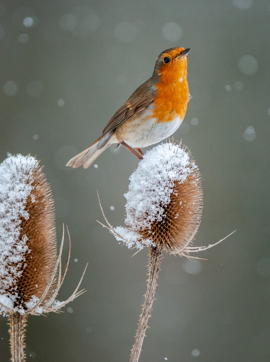 Robin on teasel